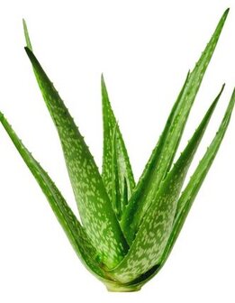 Aloe Vera Leaf Extract