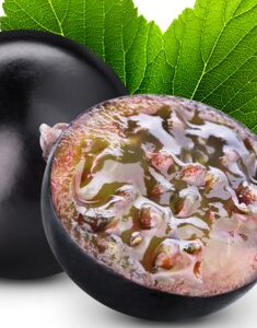 Black Currant Seed Oil