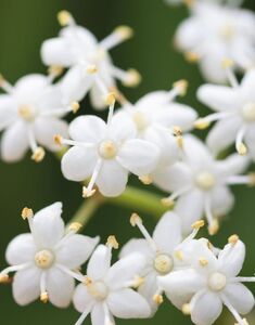 Black Elderflower Extract