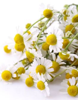 Daisy Extract