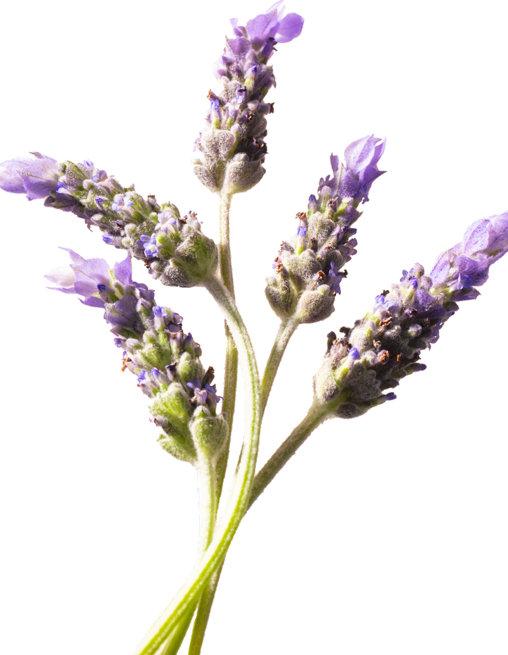 Lavender Extract
