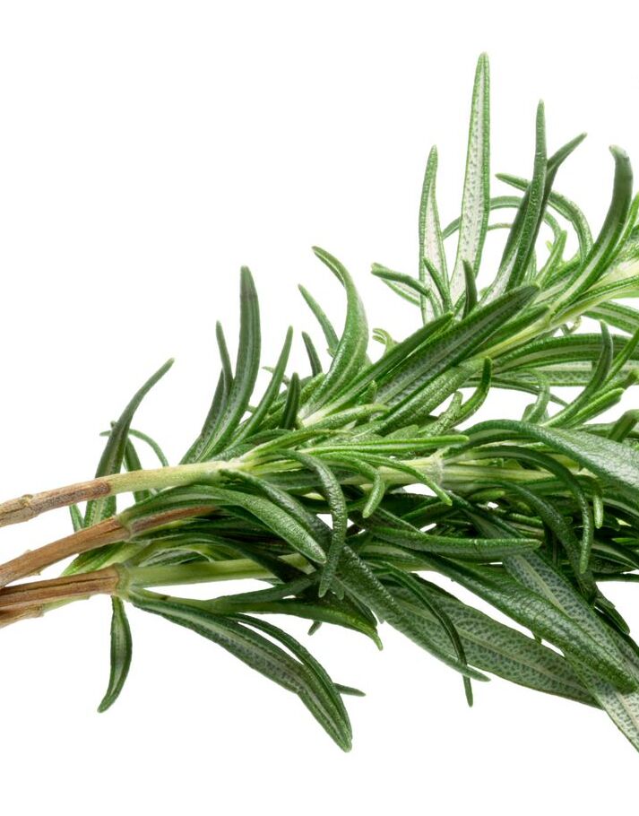 Rosemary Leaf Extract