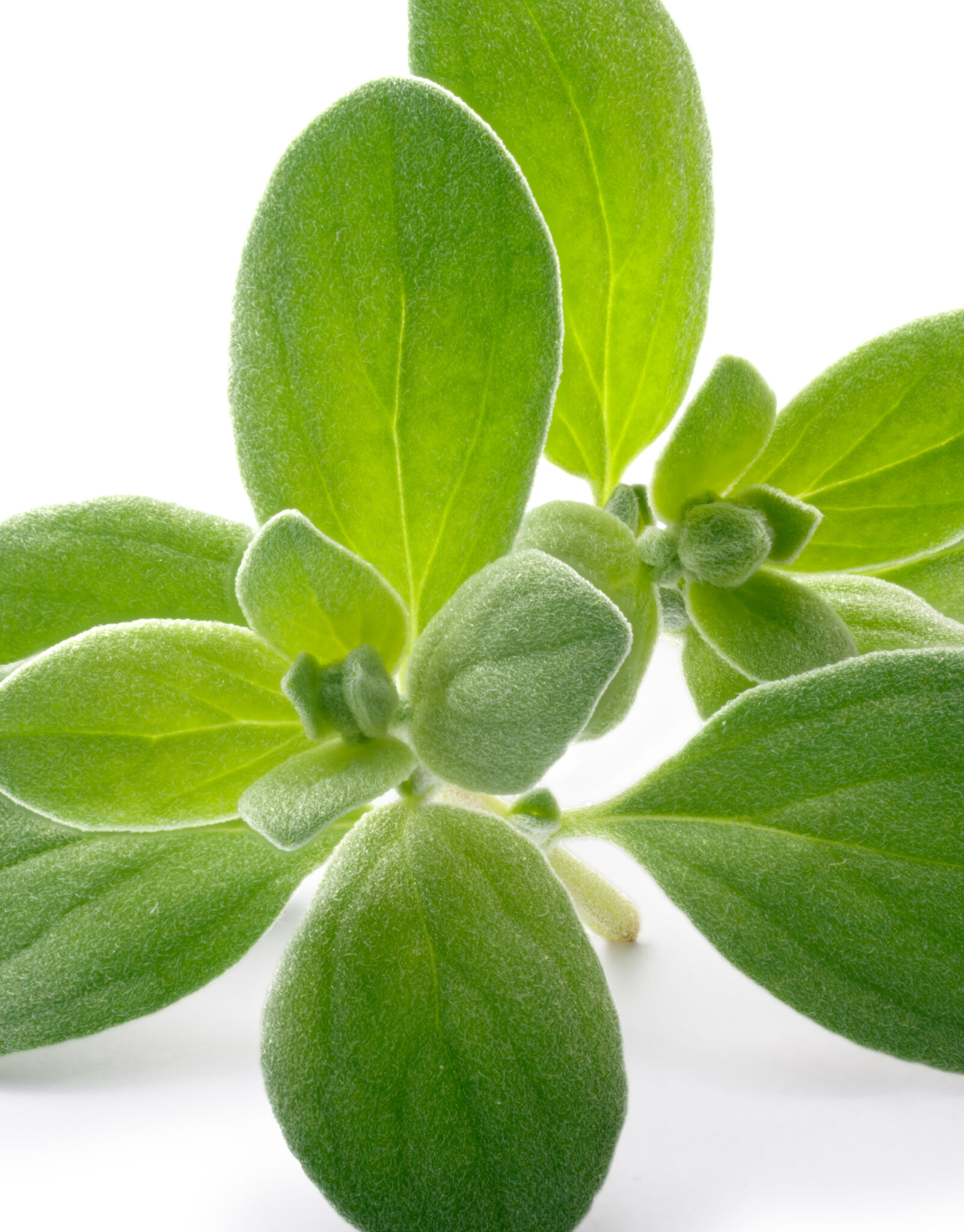 Marjoram Jurlique HK